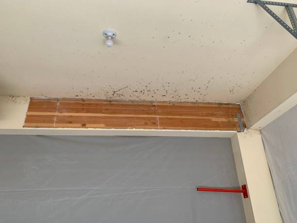 Best Mold Prevention Services  in Sturgis, KY